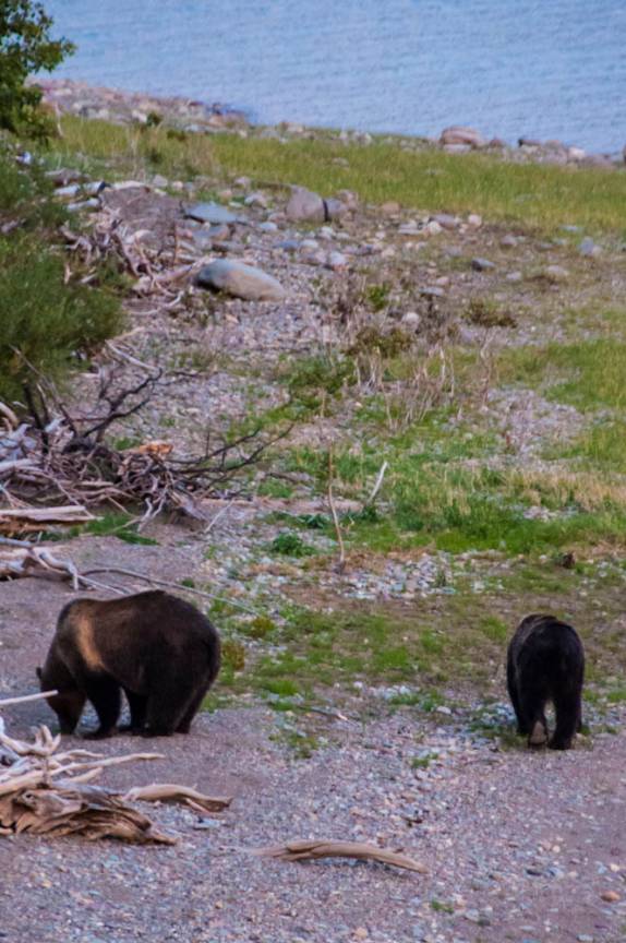 Ursa Grizzly e seu filho se alimentam ao lado de rio na região de Many Glacier, no Glacier Nacional Park, em Montana, nos Estados Unidos